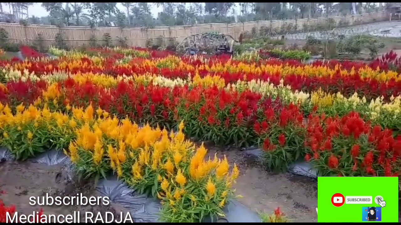 Taman bunga nusa indah baru sejuk indah alami lokasi di jalur dua merigi perbatasan curup kepahiang