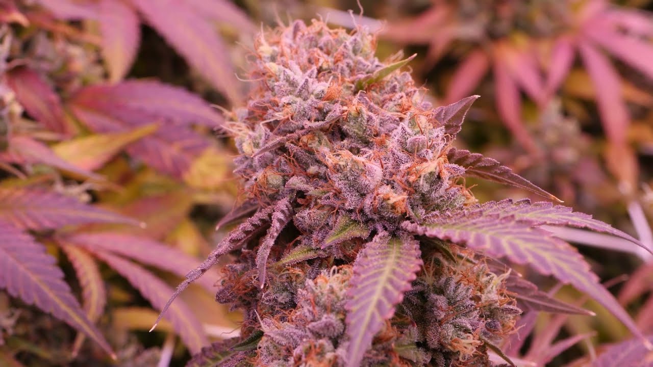 Slim Series Garden Grow with DrAutoflower - Slim 650S, SLIM 600H GEN 2 , SLIM 500S and Slim 320S