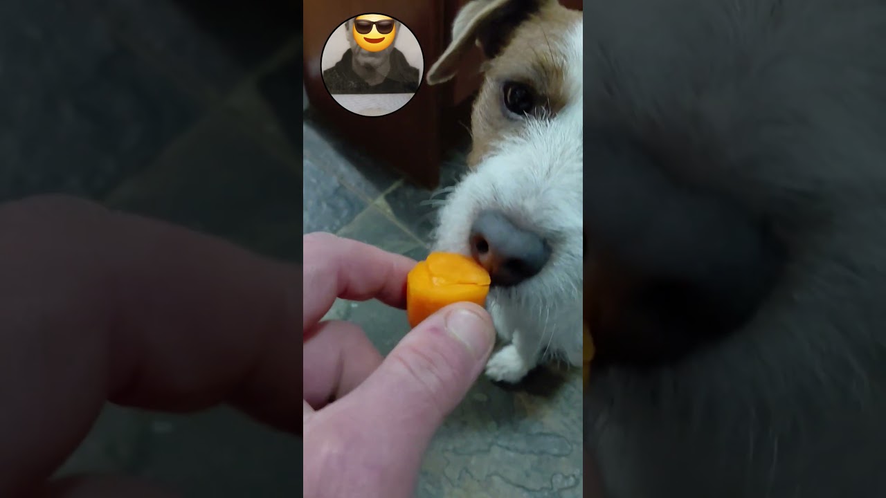do dogs like carrots? Freddie Jack Russell ♥️ does! 