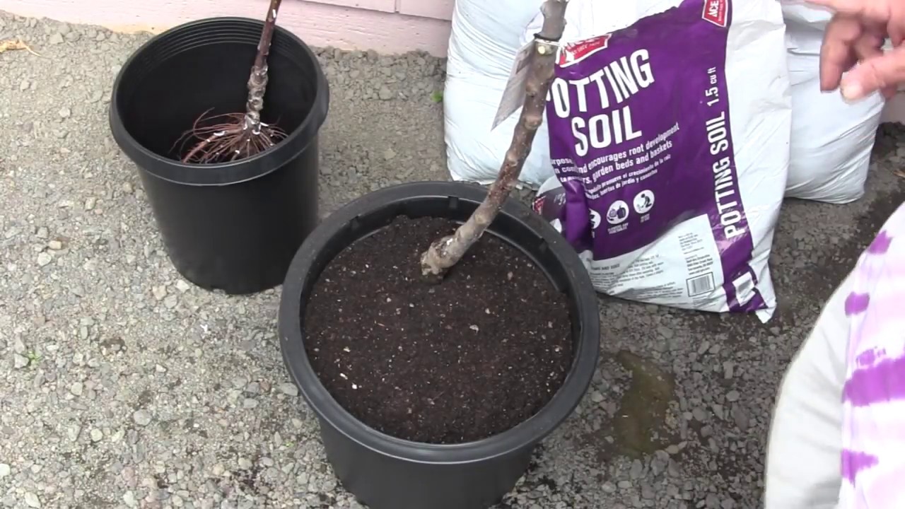 Planting Bare Root Trees in Pots