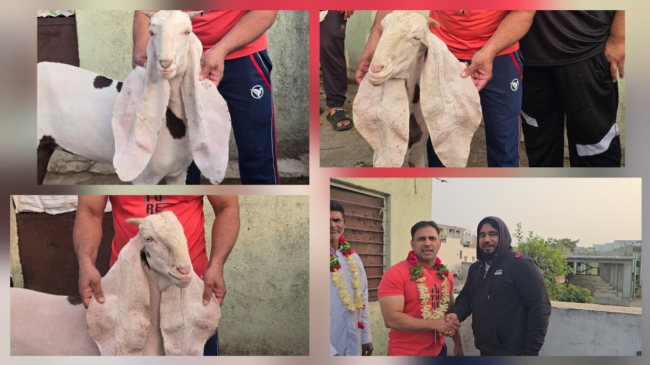 Quality Goats SOLD to PATEL GOAT FARM from HASSAN GOATS FARM ⭐️🌸💫😎