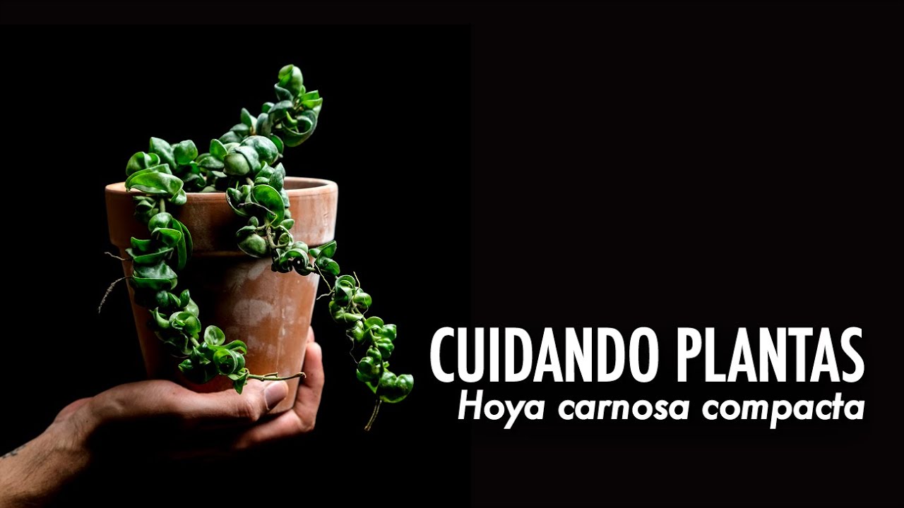 CUIDANDO PLANTAS: Hoya carnosa compacta