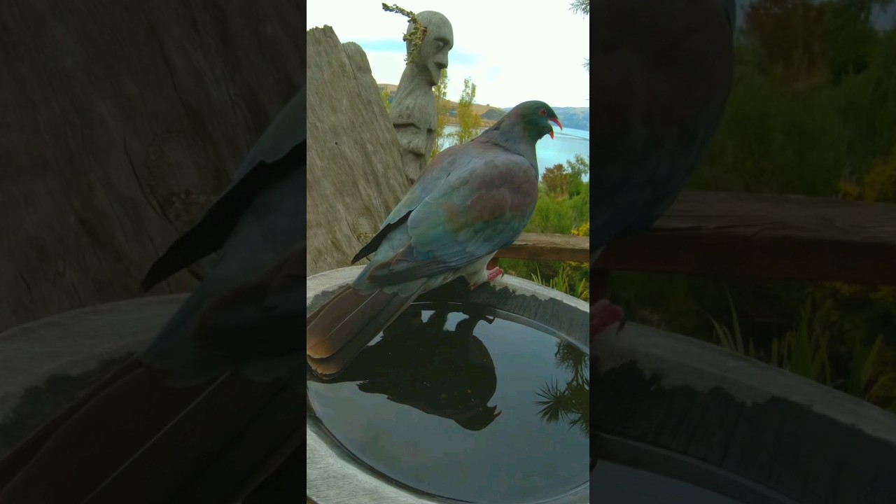 Both sides of the wild Borb