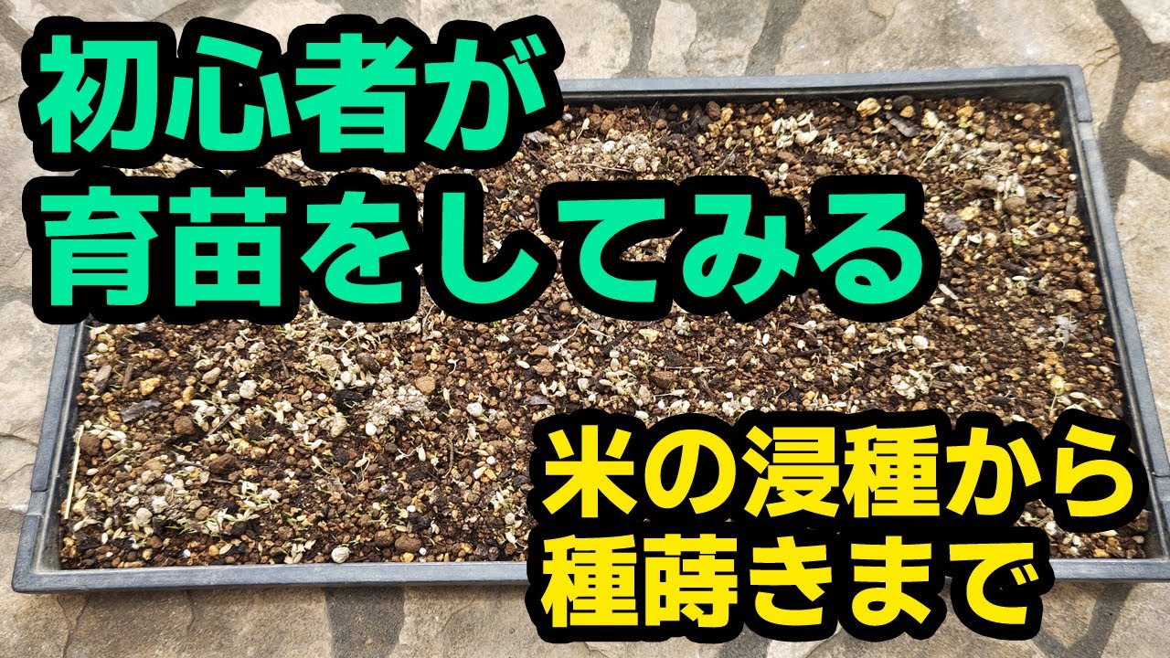 初心者が育苗をしてみる　米の浸種から種蒔きまで