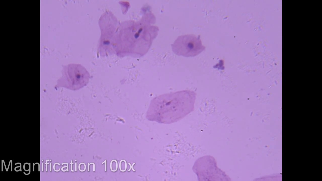 Human isolated cells - nabłonek ludzki