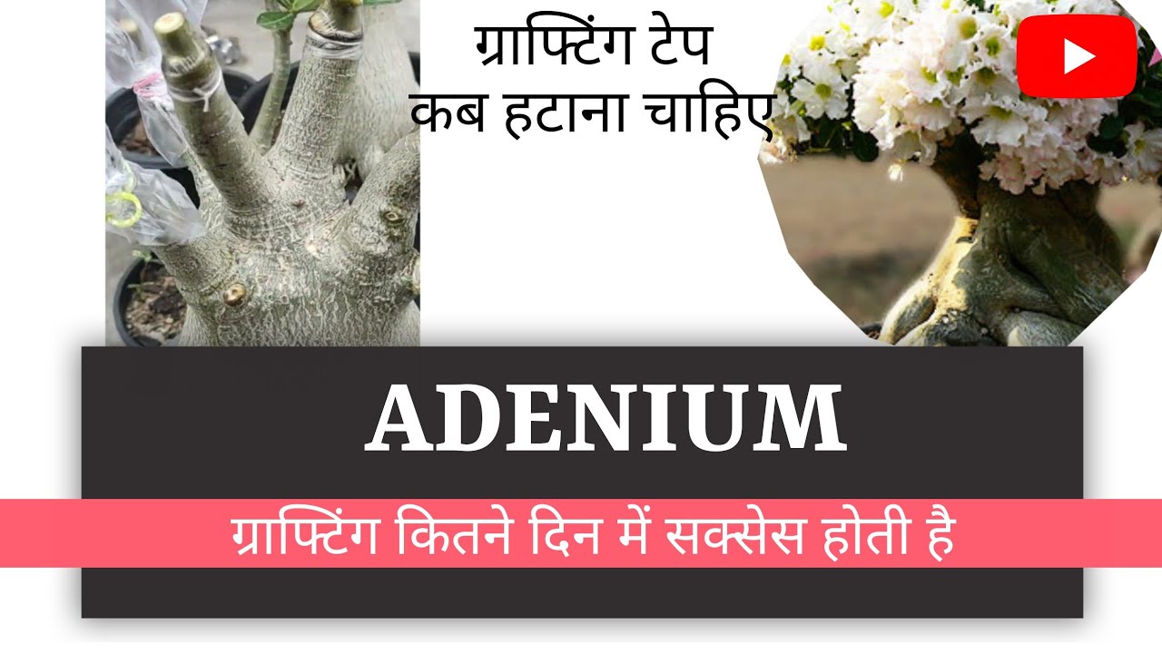 Adenium grafting results एडेनियम की कटिंग कितने दिन में सेट होती है,Ideas with rps