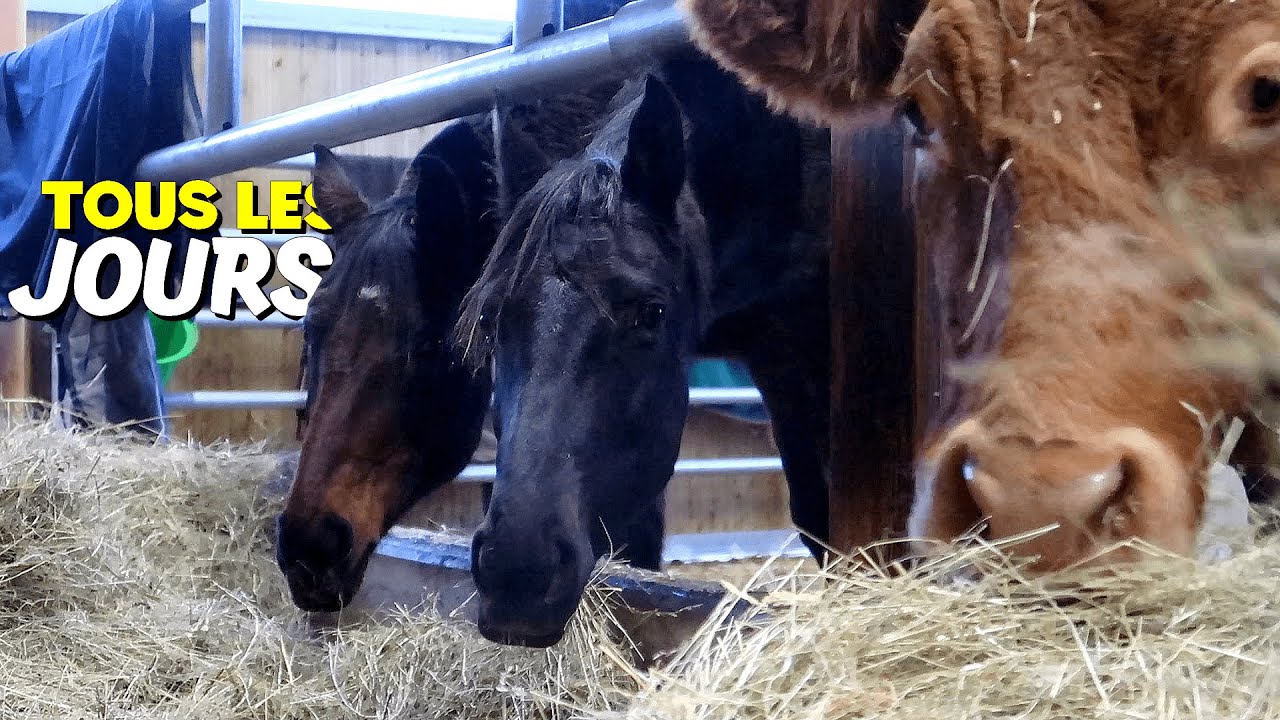 AVOIR DES ANIMAUX C’EST 7 JOURS SUR 7, 24H SUR 24, NEIGE, PLUIE OU VENT ❄️✨💙