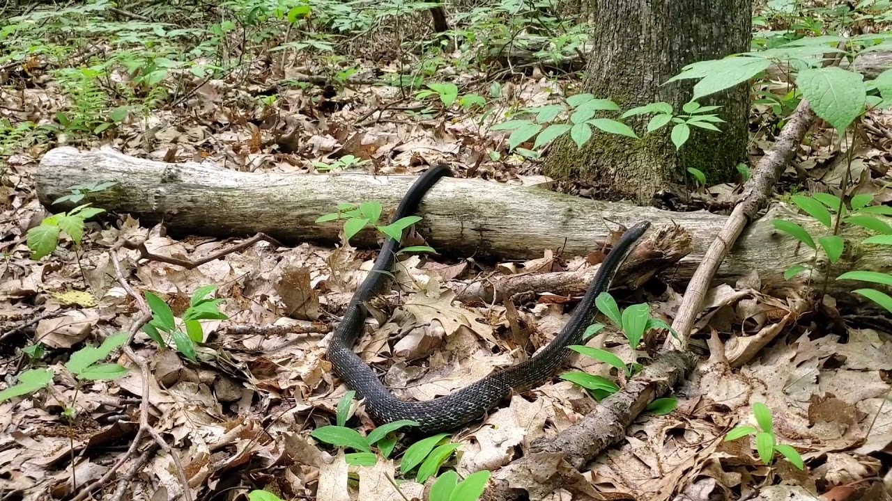 Herping in Connecticut: Eastern Black Rat snake Edition 🐍