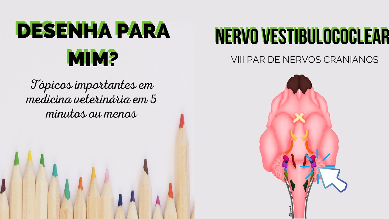 Desenha para mim - Nervo vestibulococlear