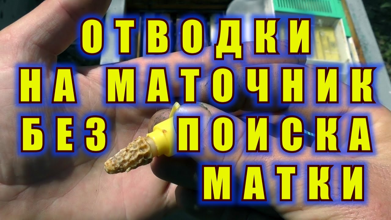 ОТВОДКИ НА МАТОЧНИК БЕЗ ПОИСКА МАТКИ.
