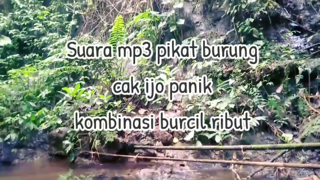 Suara mp3 pikat burung cak ijo panik kombinasi burcil ribut, di jamin burung pada ngumpul .