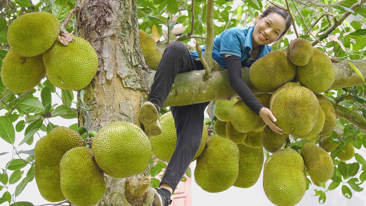 FULL VIDEO : 60 DAYS Harvest Jack Fruit & Sweet Potato Goes to the market sell | Phuong - Harvesting