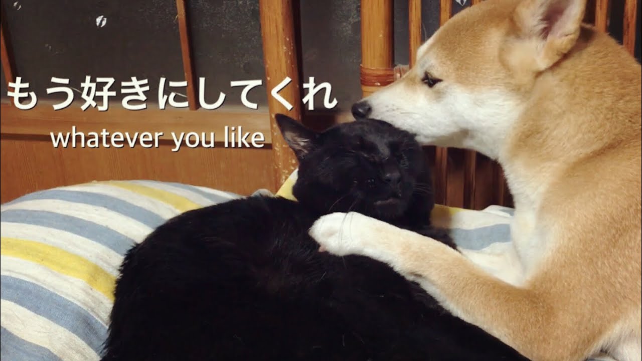 猫のお耳が大好きな柴犬 dog likes cats ear