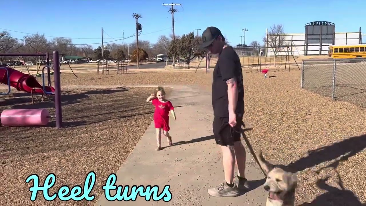 06 Rory takes a walk at the park with distractions w/Harris Chester. @ik9trainers551 