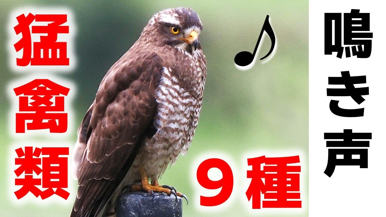 【解説】鳥の鳴き声９種（猛禽類）