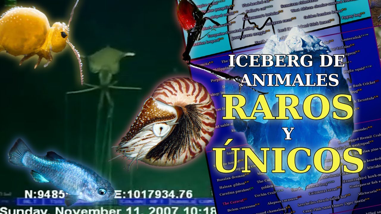 EL ICEBERG DE LOS ANIMALES M&Aacute;S RAROS Y &Uacute;NICOS