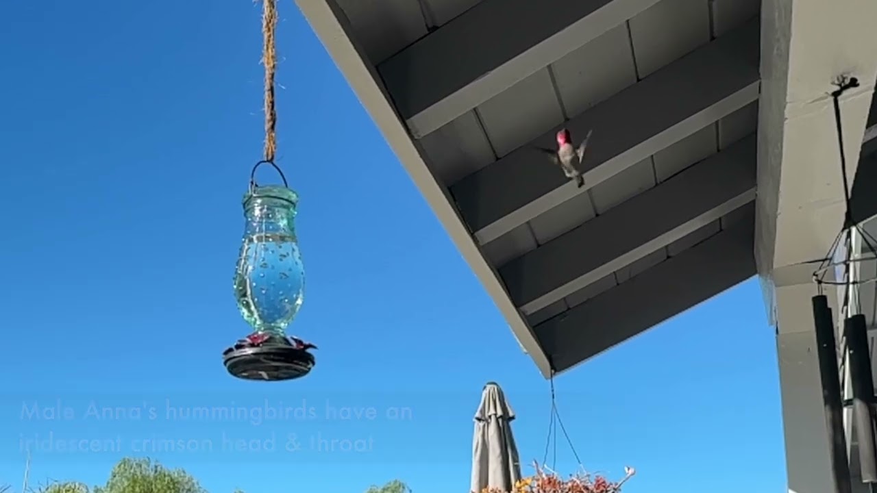 Anna's Hummingbird in Slo-Mo