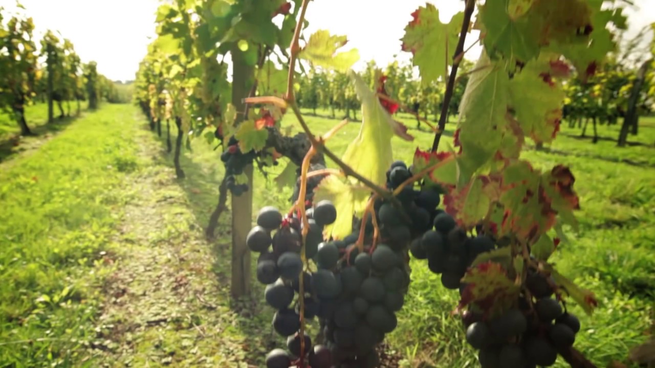 La Gironde : Pays des Vins de Bordeaux