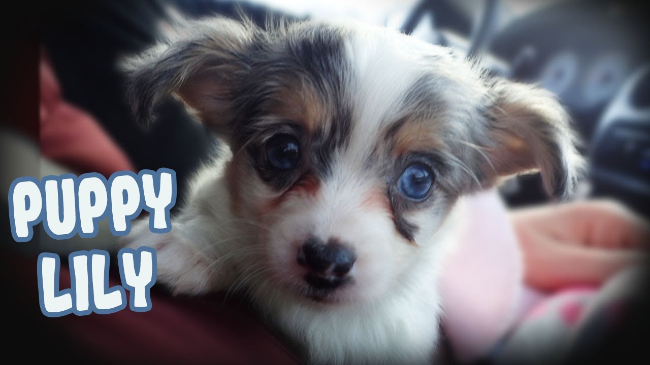 Adorable Long Haired Chihuahua Puppy 8 Weeks Old to 4 Months Old