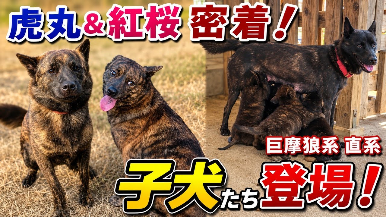 【二本立て】紅桜×虎丸の交配密着＆巨摩狼系直系 甲斐犬の子犬紹介！