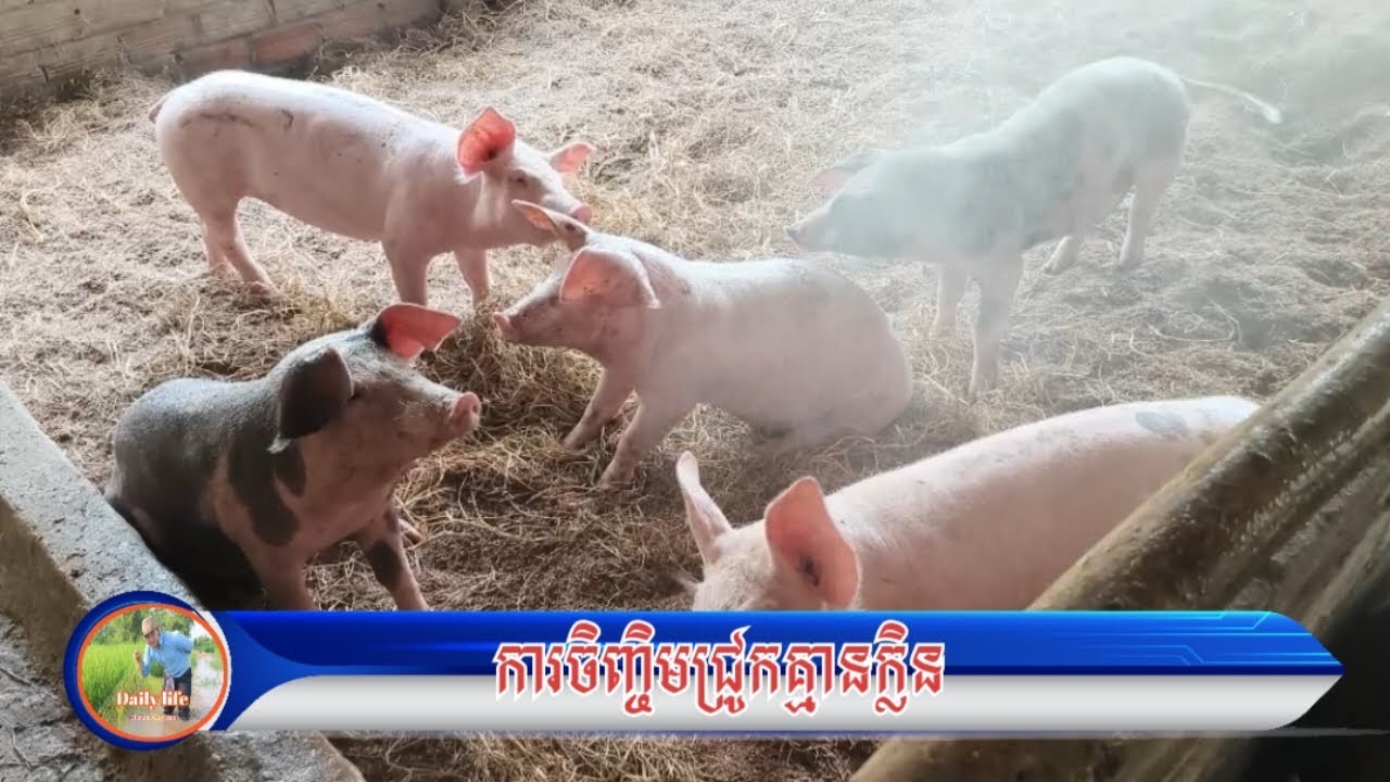 ការចិញ្ចឹមជ្រូកគ្មានក្លិនដោយបាញ់ទឹកលើជ្រូកបាន #pig #pigfeed #pigbreeding #farming #piggy 