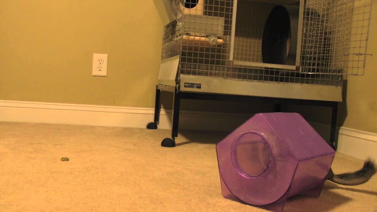 TotalBiscuit Chinchilla Commentary