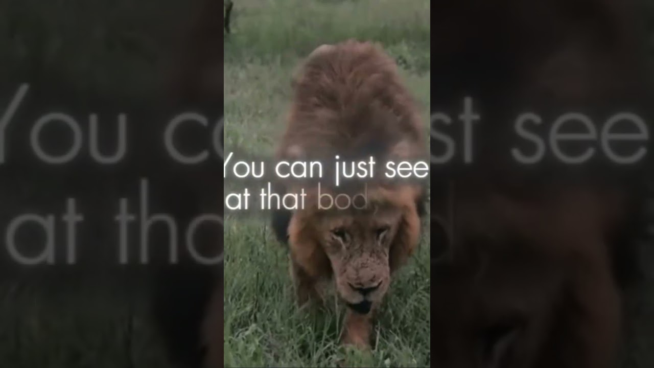 Look 👀 at the mighty lion king 