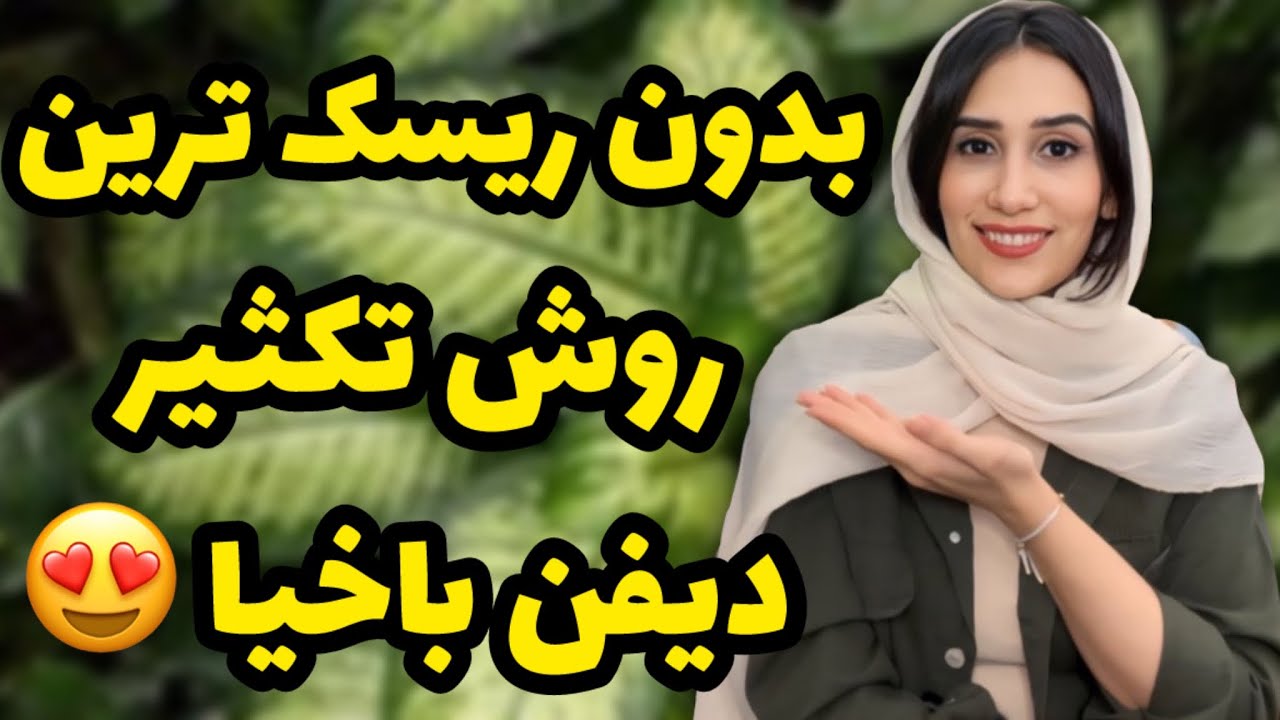 بدون ریسک ترین روش تکثیر دیفن باخیا😍/ از دیفن باخیا ریشه هوایی بگیرین/ تکثیر دیفن باخیا
