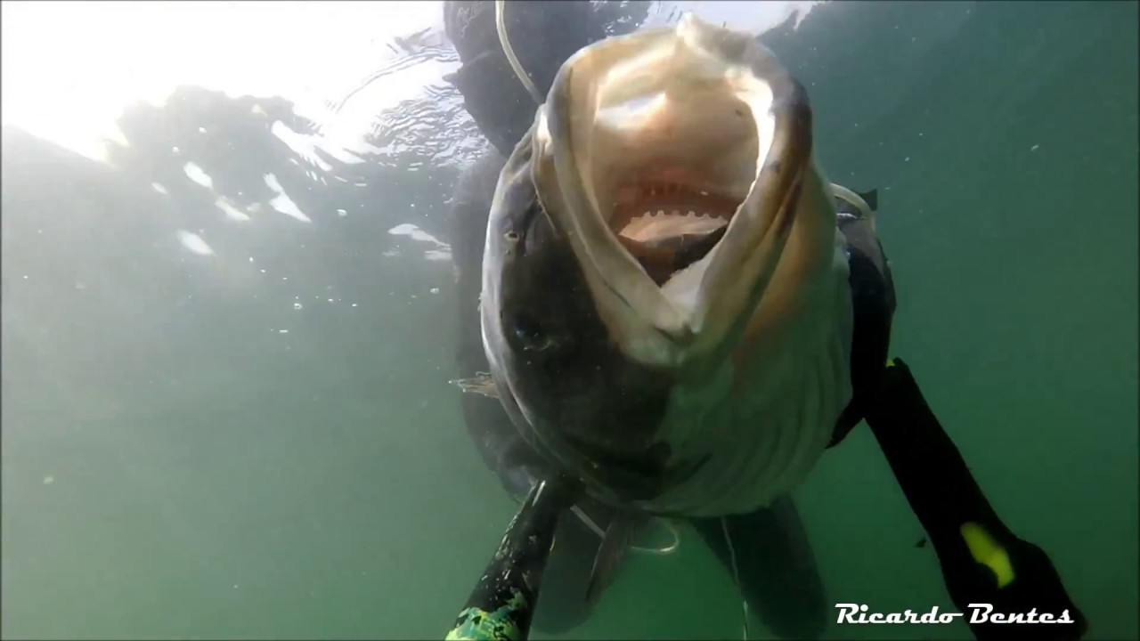 Robalo 6.300kg  Pesca Subacquea - Spearfishing - Pesca Submarina - Chasse Sous Marine