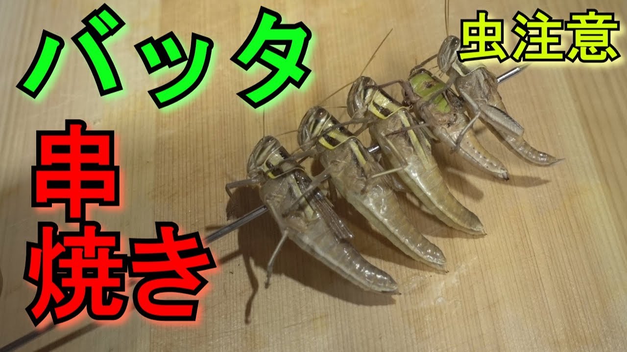 【虫嫌い注意】バッタ捕まえて串焼きにして食べるぞ！