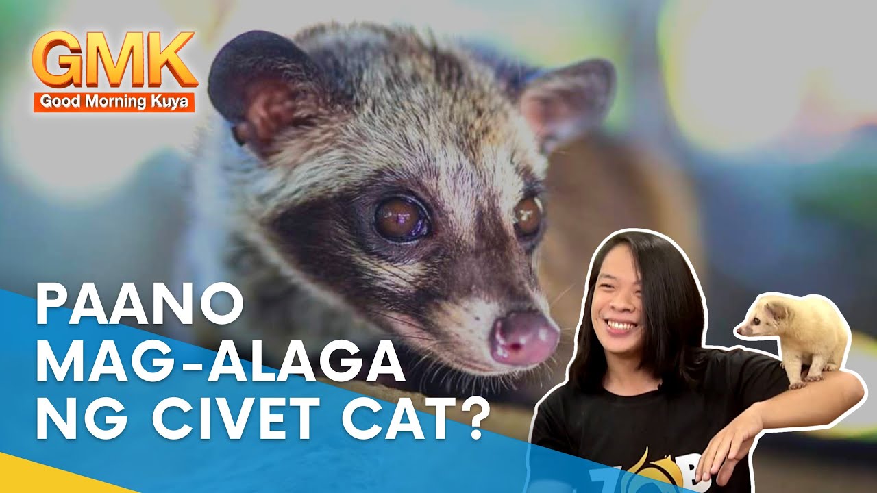 Paano nga ba mag-alaga ng Civet Cat? 👀