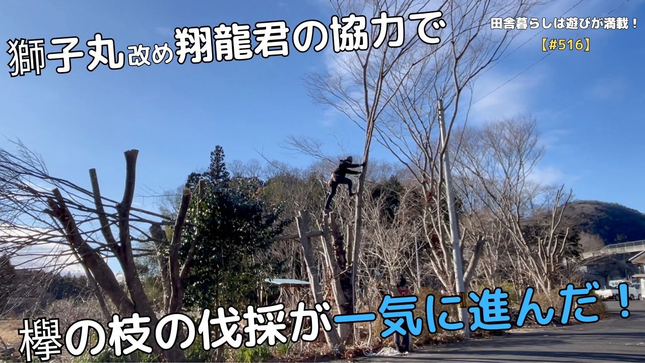 【#516】獅子丸改め翔龍君の協力で 欅の枝の伐採が一気に進んだ！
