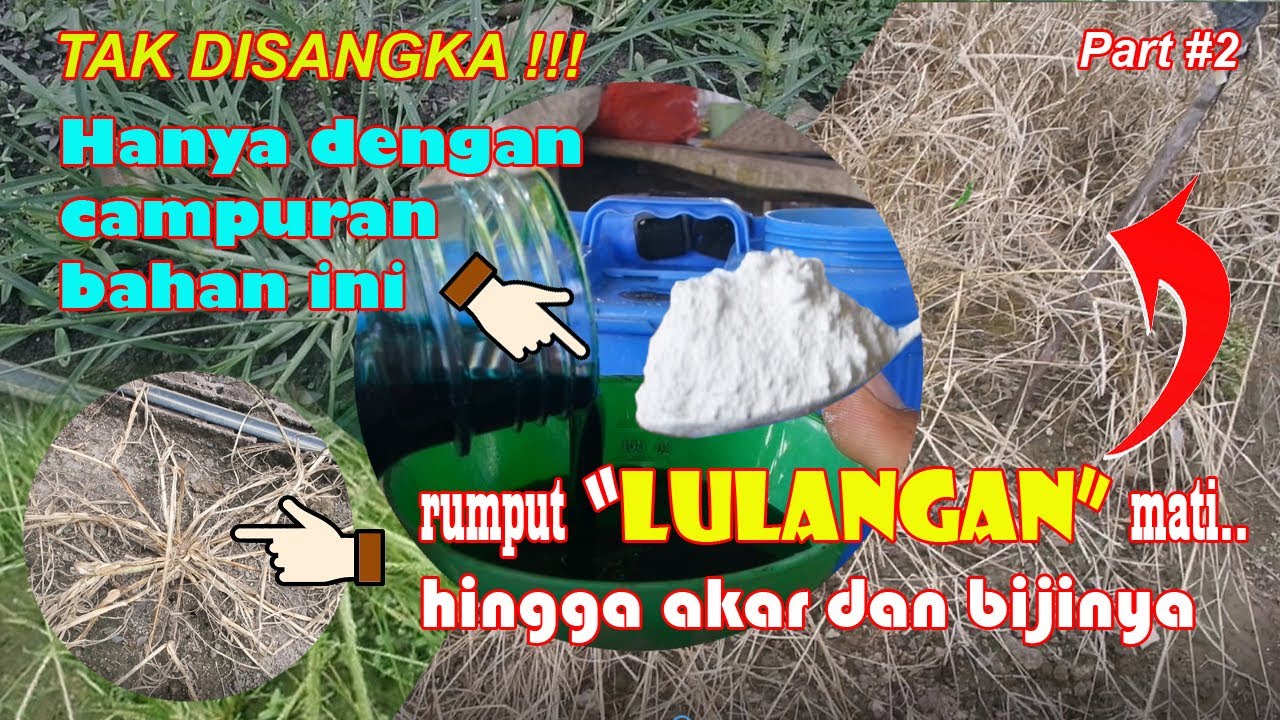 Hanya Dengan Ini Rumput LULANGAN Mati Total Hingga Akar dan Bijinya (Part 2)