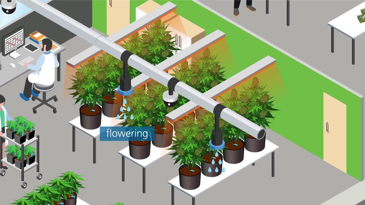 March Networks' Seed-to-Sale Tracking and Compliance Solution for the Cannabis Industry