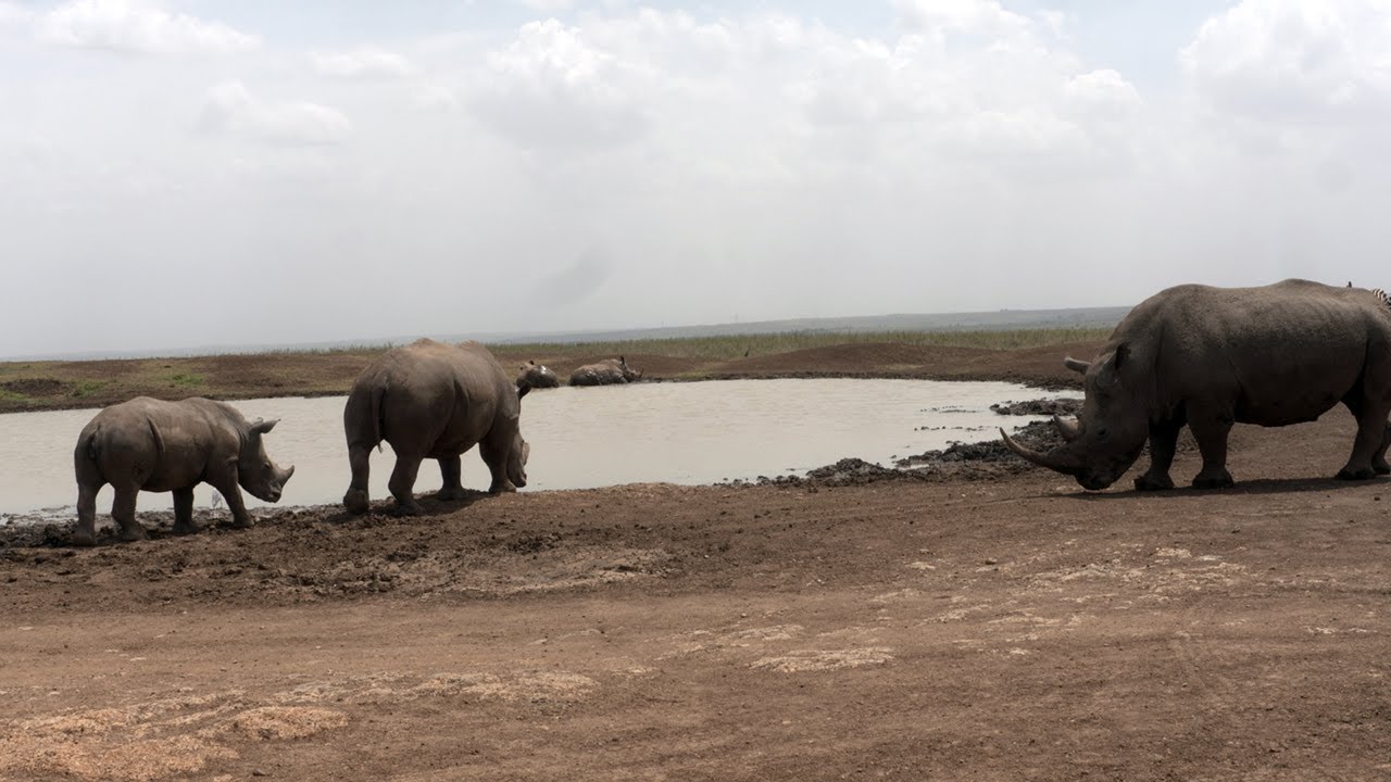 Calm African White Rhinos at Waterhole | Nature's Zen Moment