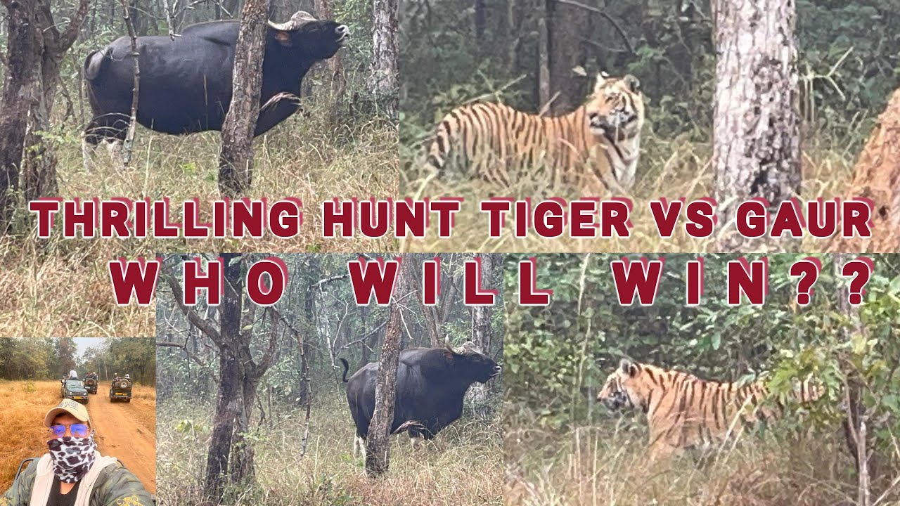 4K DAY 4 SATPAURA WILDLIFE SERIES MORNING SAFARI MADHAI THRILLING TIGER HUNT TIGER VS INDIAN GAUR