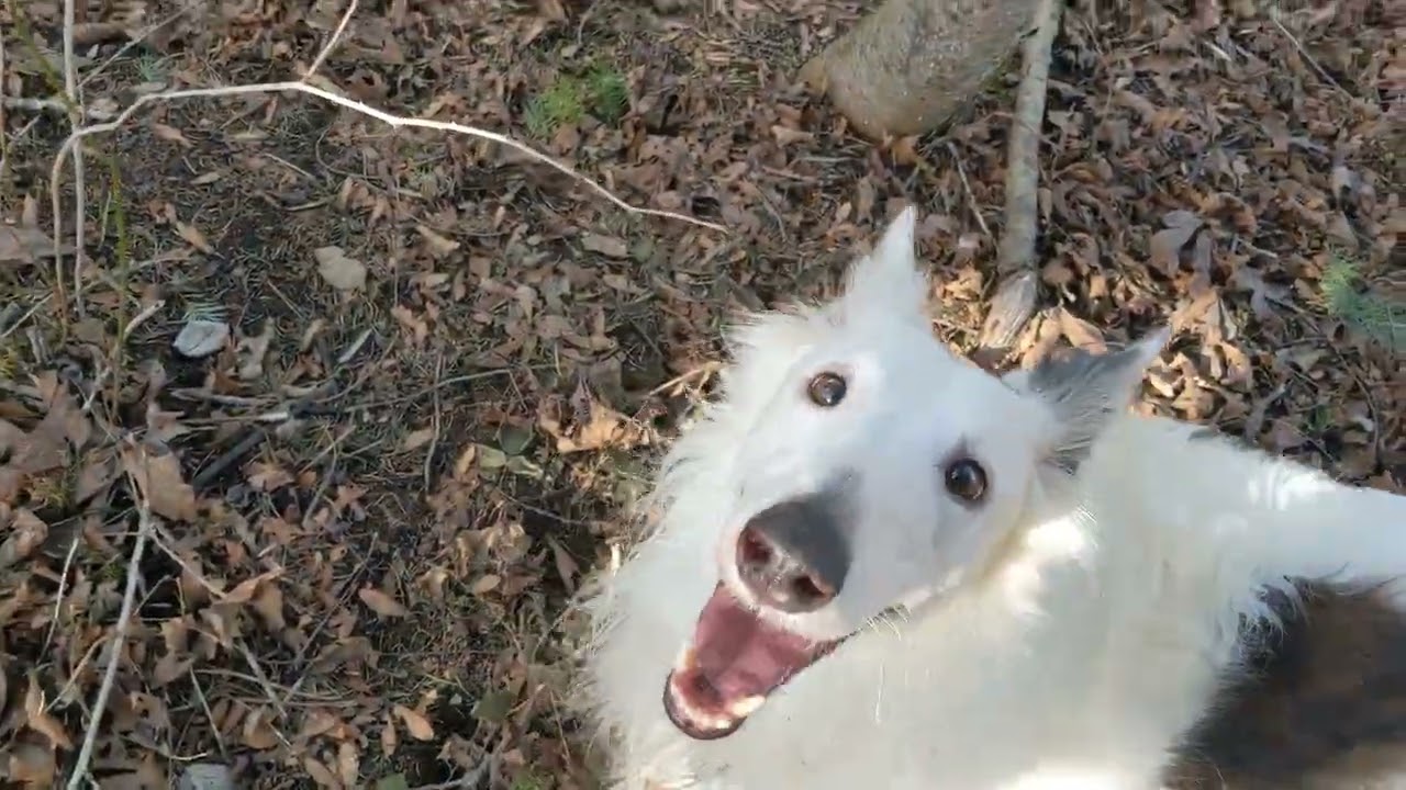 Exploring The Woods with Silken Windhounds