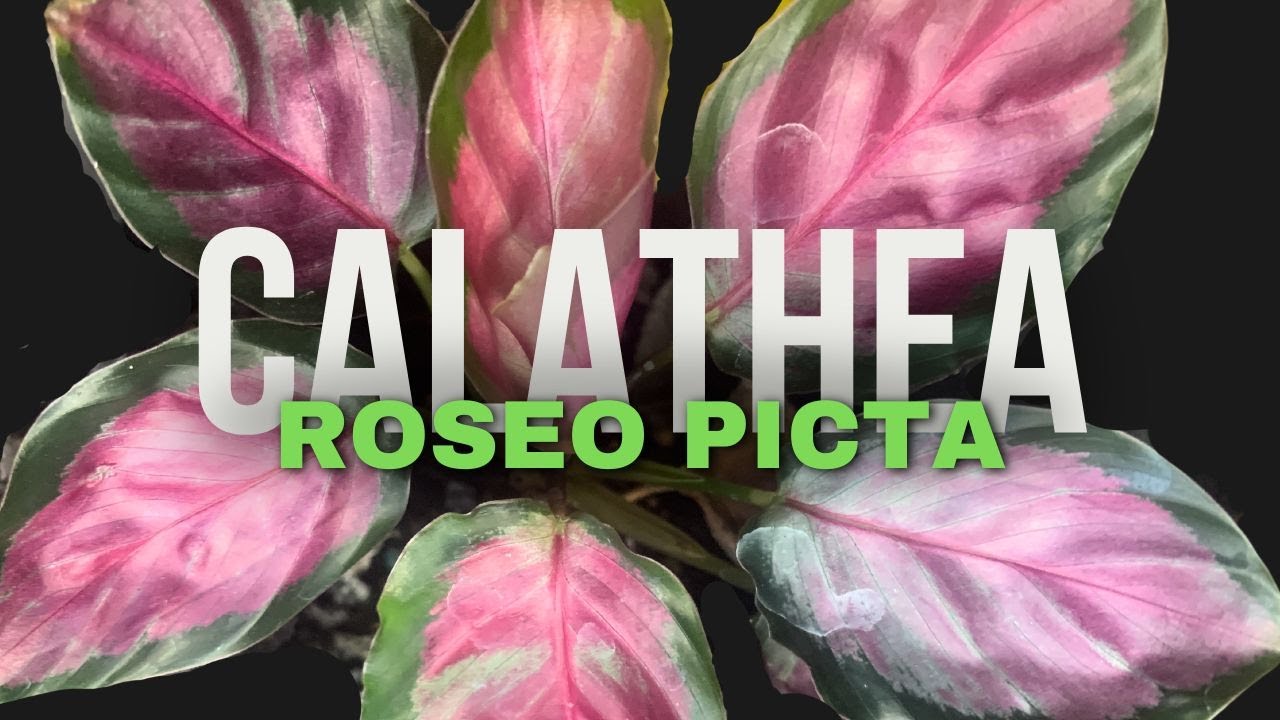 The Secret to Caring for Calathea Rosy Plants