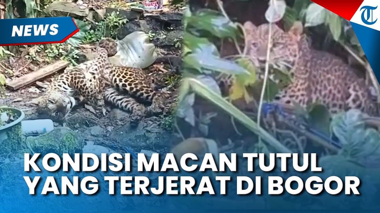 KONDISI Macan Tutul yang Ditemukan Terjerat di Kawasan Puncak Bogor, Kini Sudah Membaik