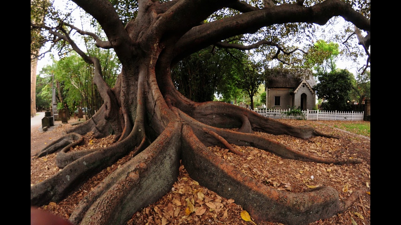 Ghost of Hannah Watson - A spirit of Camperdown Cemetery