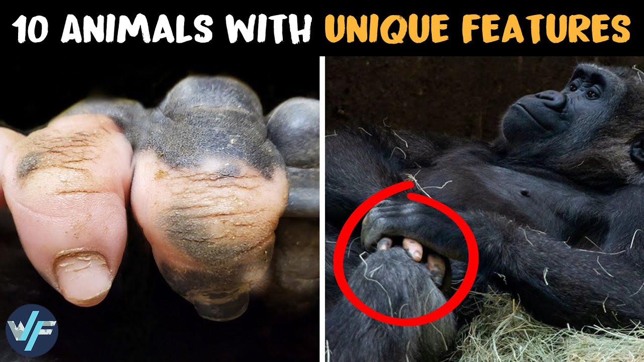10 Animals with Unique Features