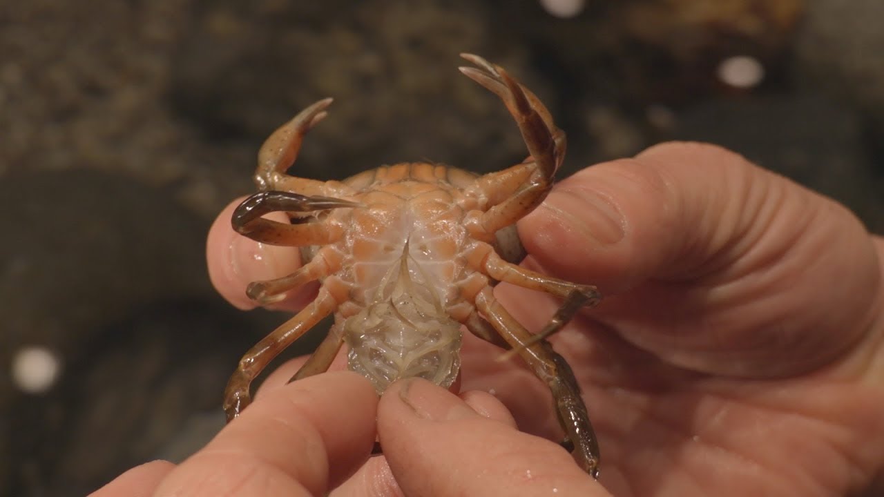 Strandkrabber