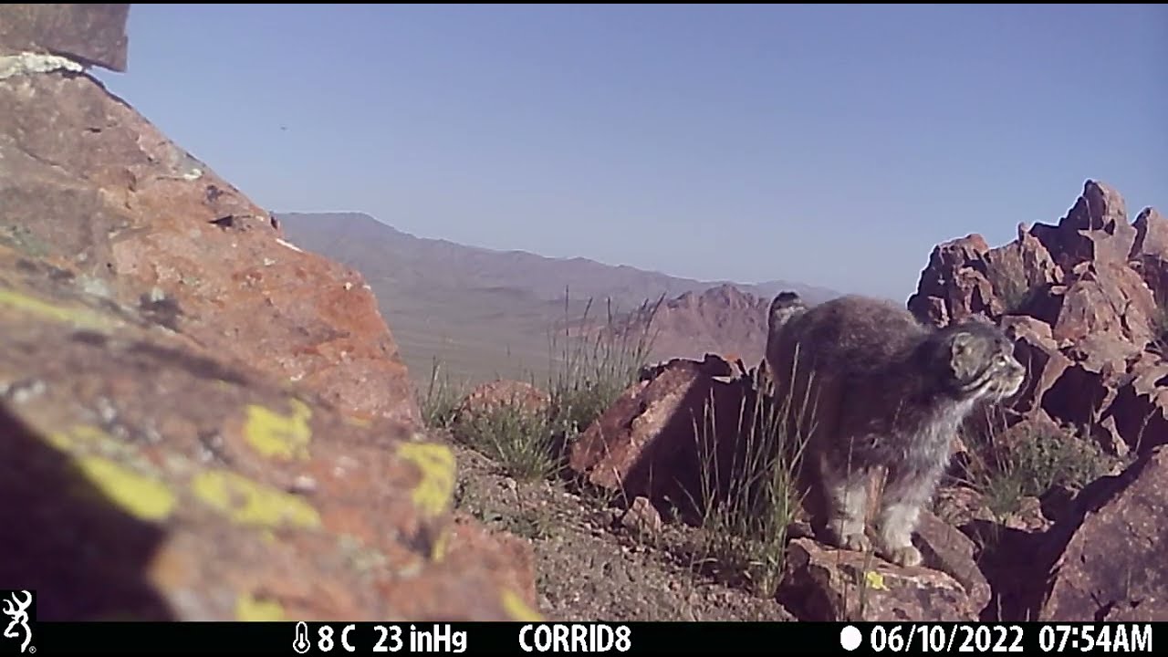 Rare Sighting: Elusive Pallas's Cat Caught on Trail Camera in Western Mongolia