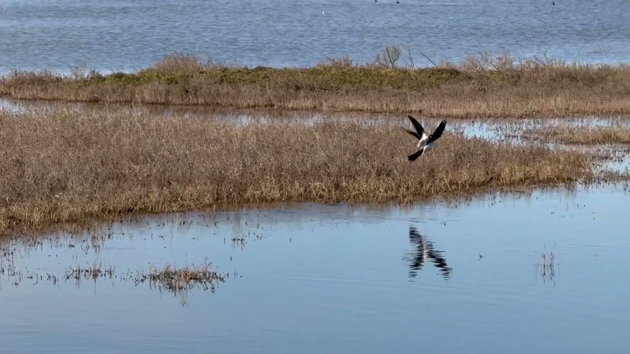 Birding Lagoon at Ormond Beach