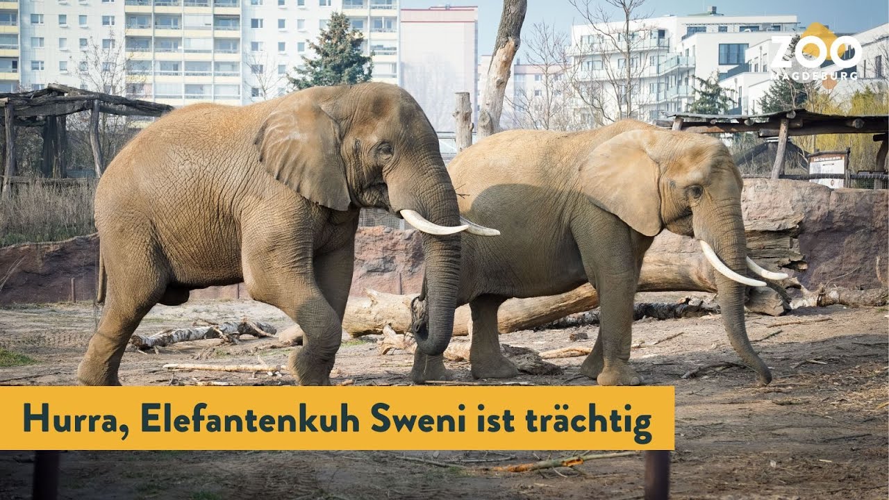 📣 Hurra, Elefantenkuh Sweni ist trächtig!