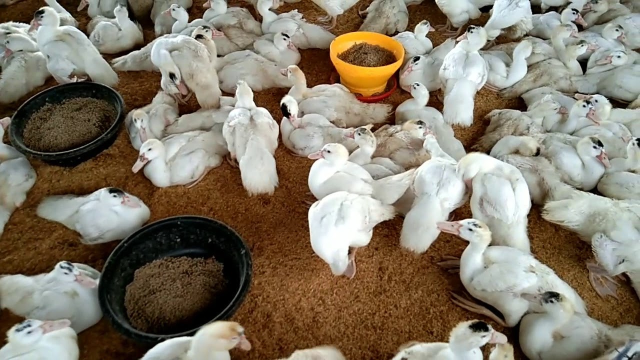 การเลี้ยงเป็ดเทศบาบารี่#เป็ดอายุ16วัน #เป็ดอายุ20วัน#เป็ดอายุ40วัน