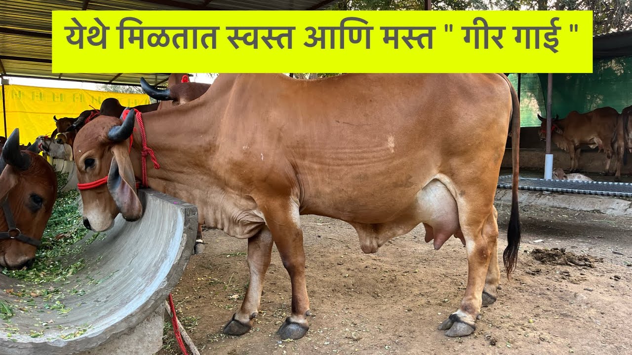 येथे मिळतात स्वस्त आणि मस्त 