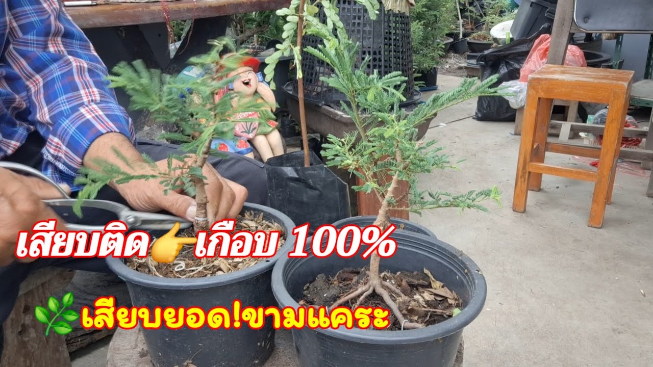 🌿👉เสียบยอดมะขามแบบนี้ ติดเกือบ 100% เพื่อการขยายพันธุ์สร้างแรงบันดาลใจสร้างงานไปด้วยกัน