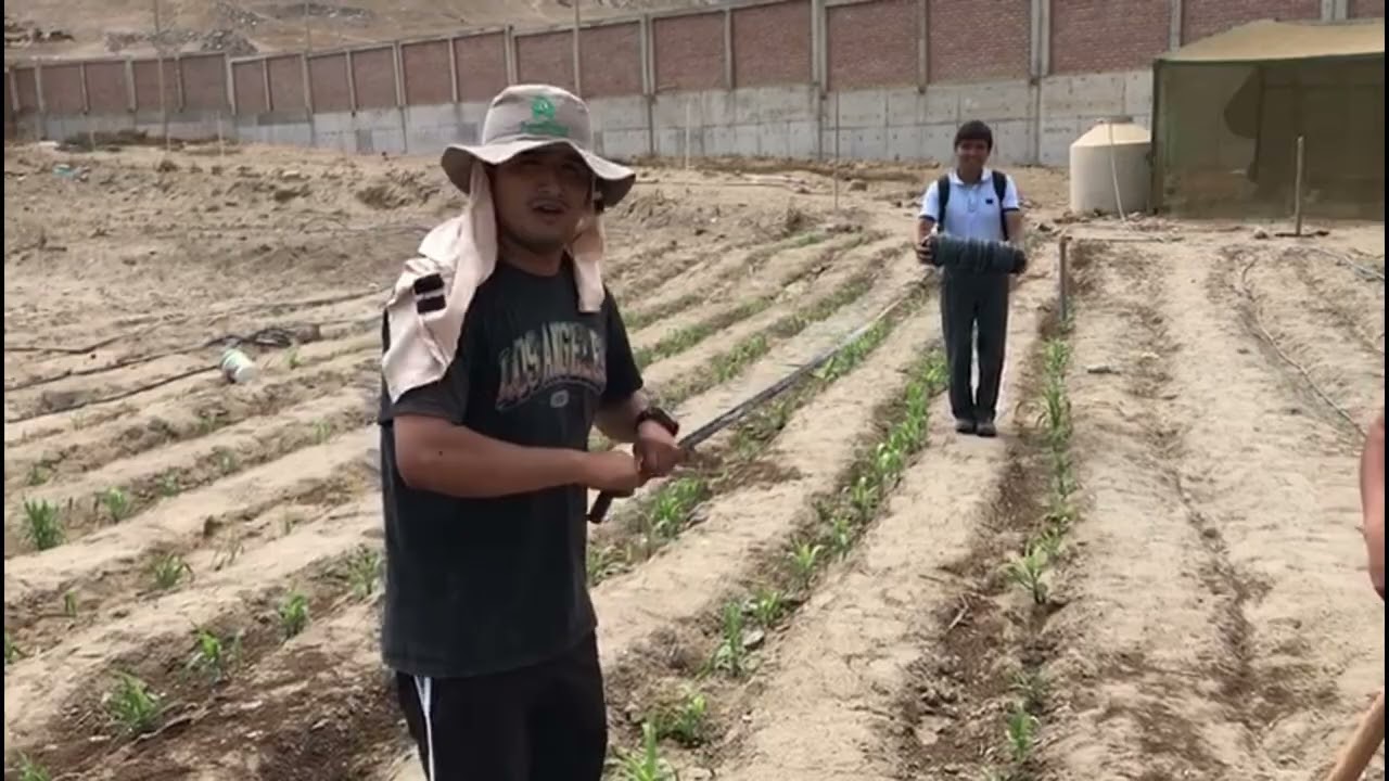 Riego por goteo, crecimiento y desarrollo del cultivo de maíz morado