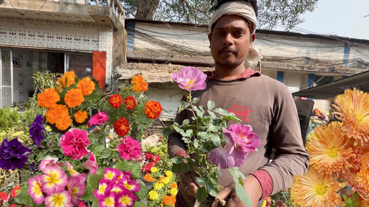 Affordable Rose Varieties 🌹& Winter Flower Plants | Galiff Street Plant Market| Best Flowers Forever